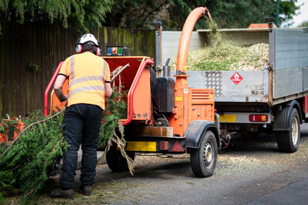 Best Palm Tree Trimming  in Brenham, TX